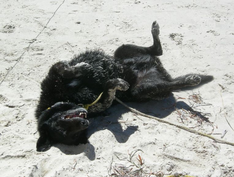 Beach dog Jack Kelpie