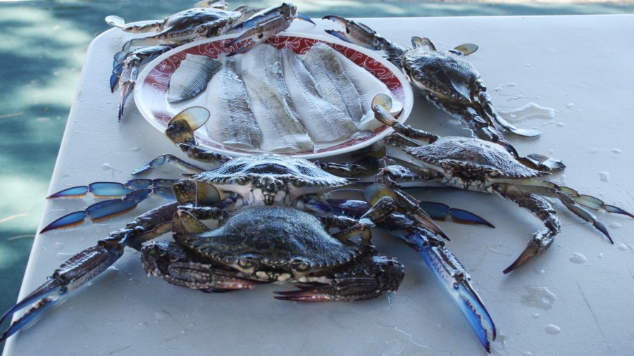 Catch it and cook it.