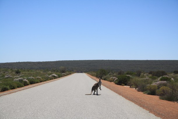 kangaroo on the road