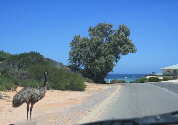 emu at Denham