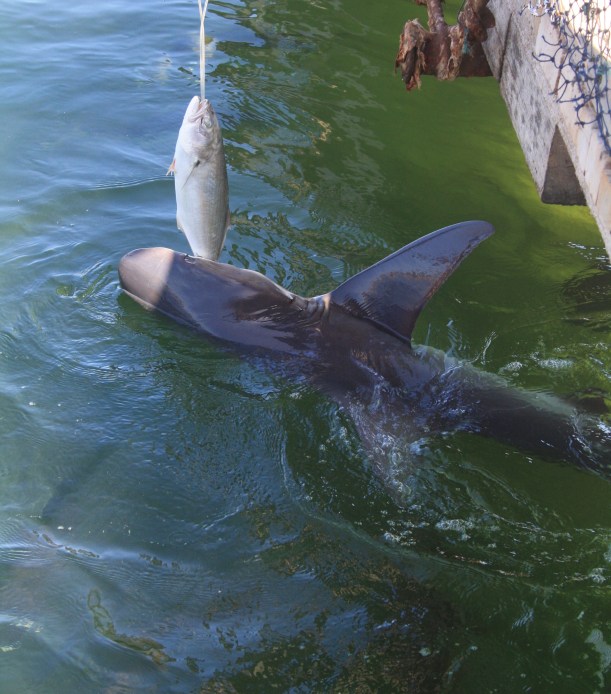lemon shark feeding