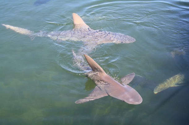 lemon sharks