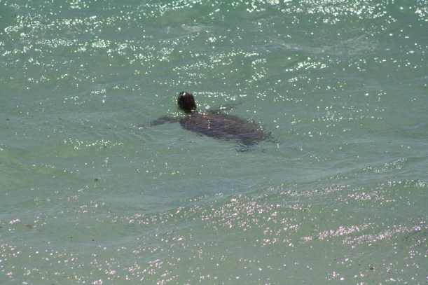 Green turtle