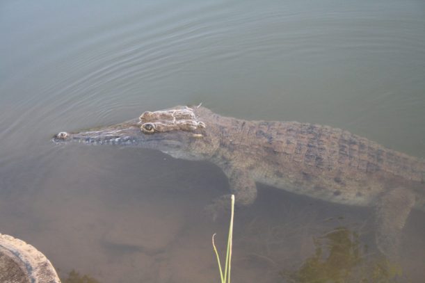 croc in the water