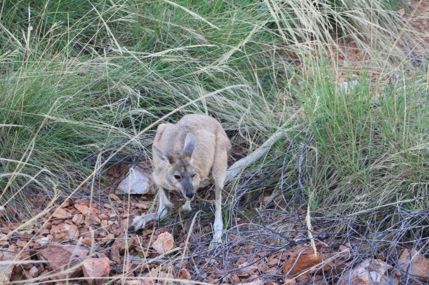 Lake Argyle wildlife