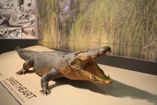 Sweetheart Darwin museum