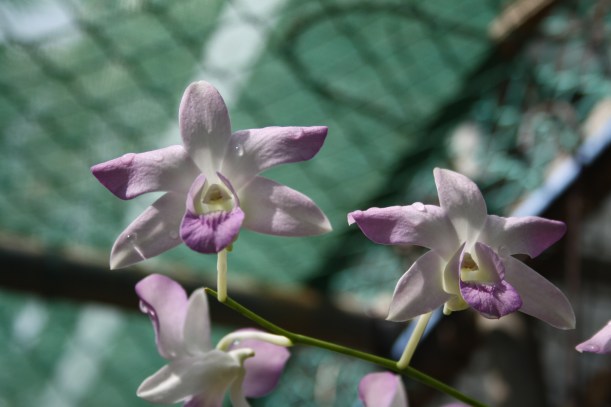 Australian orchid