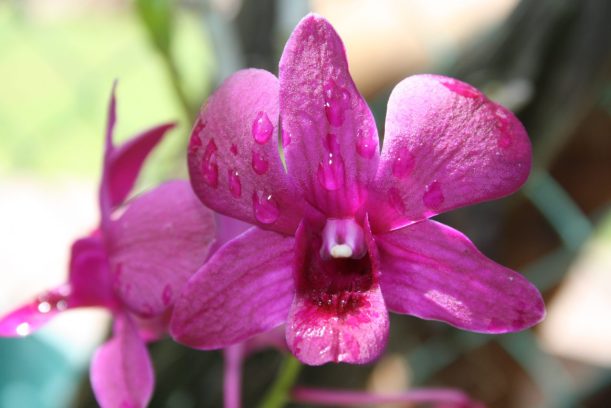 Australian orchid
