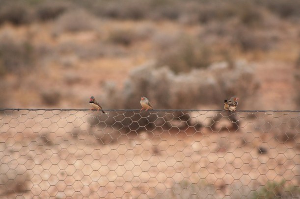 zebra finches in the wild