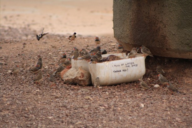 zebra finches in the wild