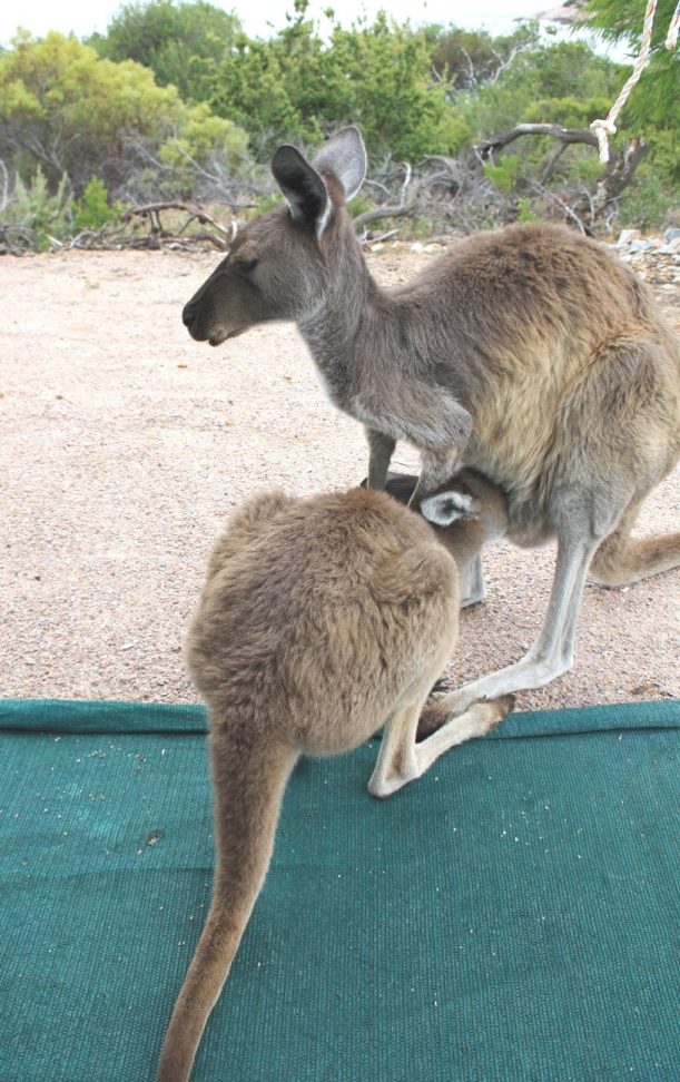 Lucky Bay roo and joey