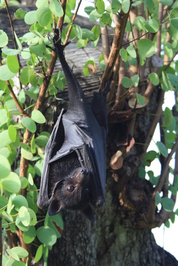 fruit bat in daylight