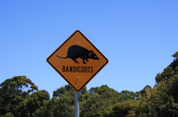bandicoots sign