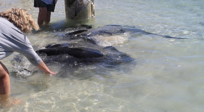 Hamelin Bay manta ray