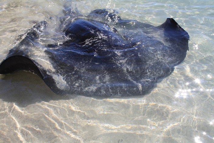 manta ray Hamelin Bay