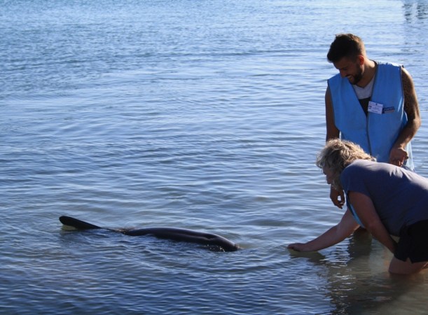 dolphin feeding Monkey Mia