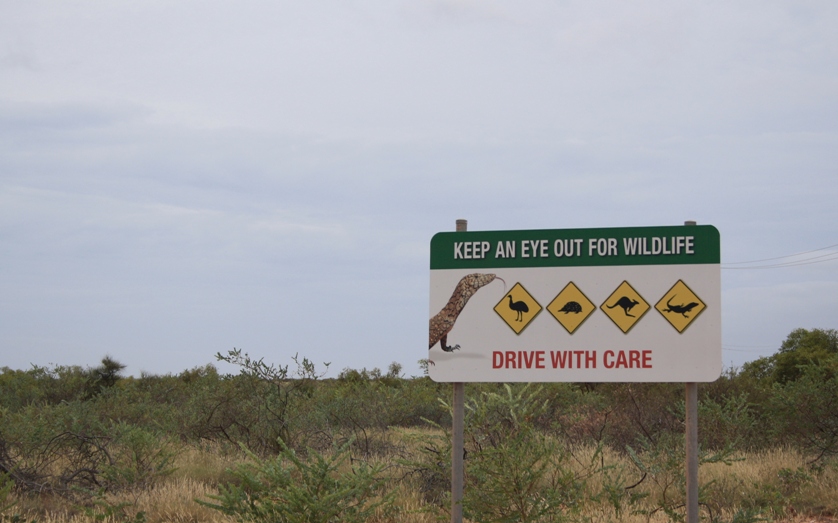 watch out for wildlife Australia