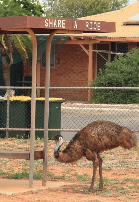 share a ride with an emu