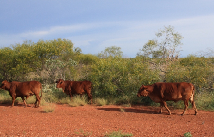 roaming cattle Australia