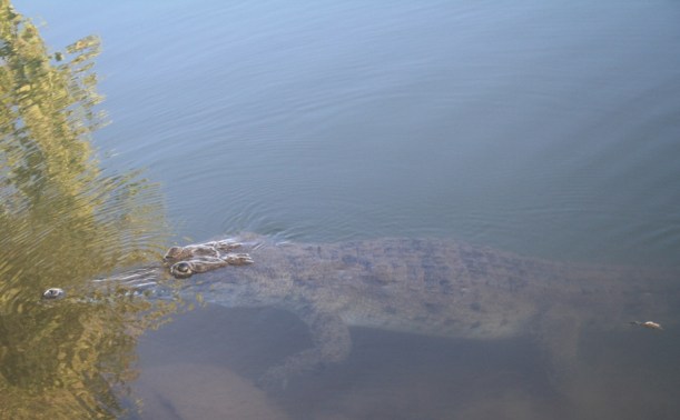 George the freshwater croc