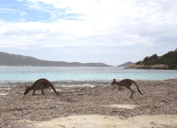 Lucky Bay kangaroos