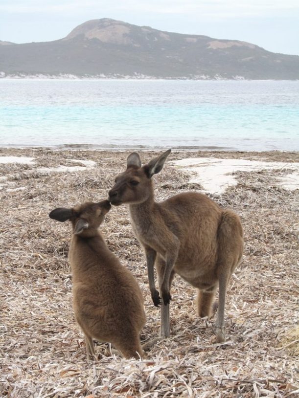 Lucky Bay kangaroos