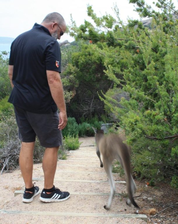walks with kangaroos