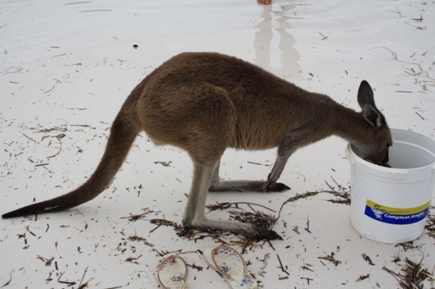 Lucky Bay kangaroo
