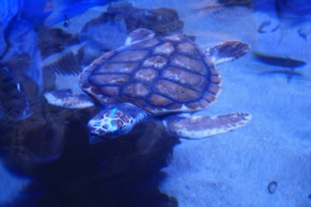 Shark Bay Ocean Park Aquarium