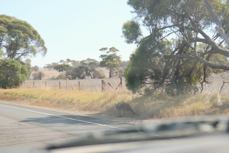 roo on the roadside