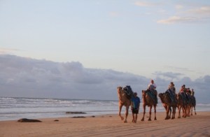 Broome camels at sunset