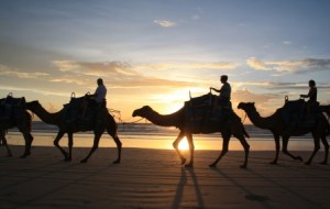 Broome camels at sunset