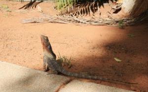Frill necked lizard