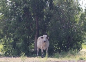 cow in the shade
