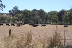 Australian farm in summer