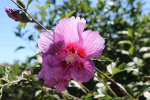 native hibiscus