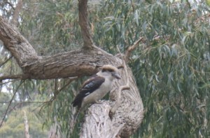 Kookaburra