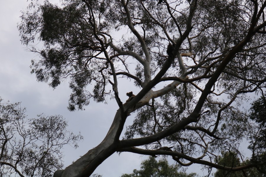 Wild koala