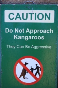 Kangaroos with attitude