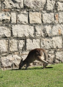 Kangaroo in Trial Bay Gaol