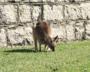 Kangaroo in Trial Bay Gaol