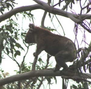 Koala in the wild