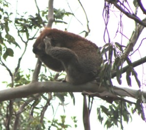 koala in the wild