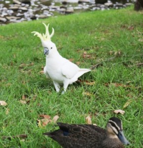 sulphur crested cockatoo