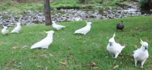sulphur crested cockatoos