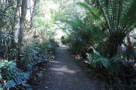 Maits Rest Rainforest Walk