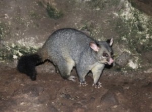 brush tail possum
