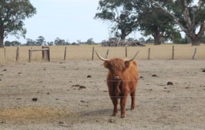 Coonawarra cow