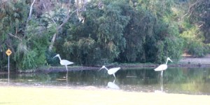 Balnaves of Coonawarra