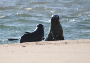 fur seals